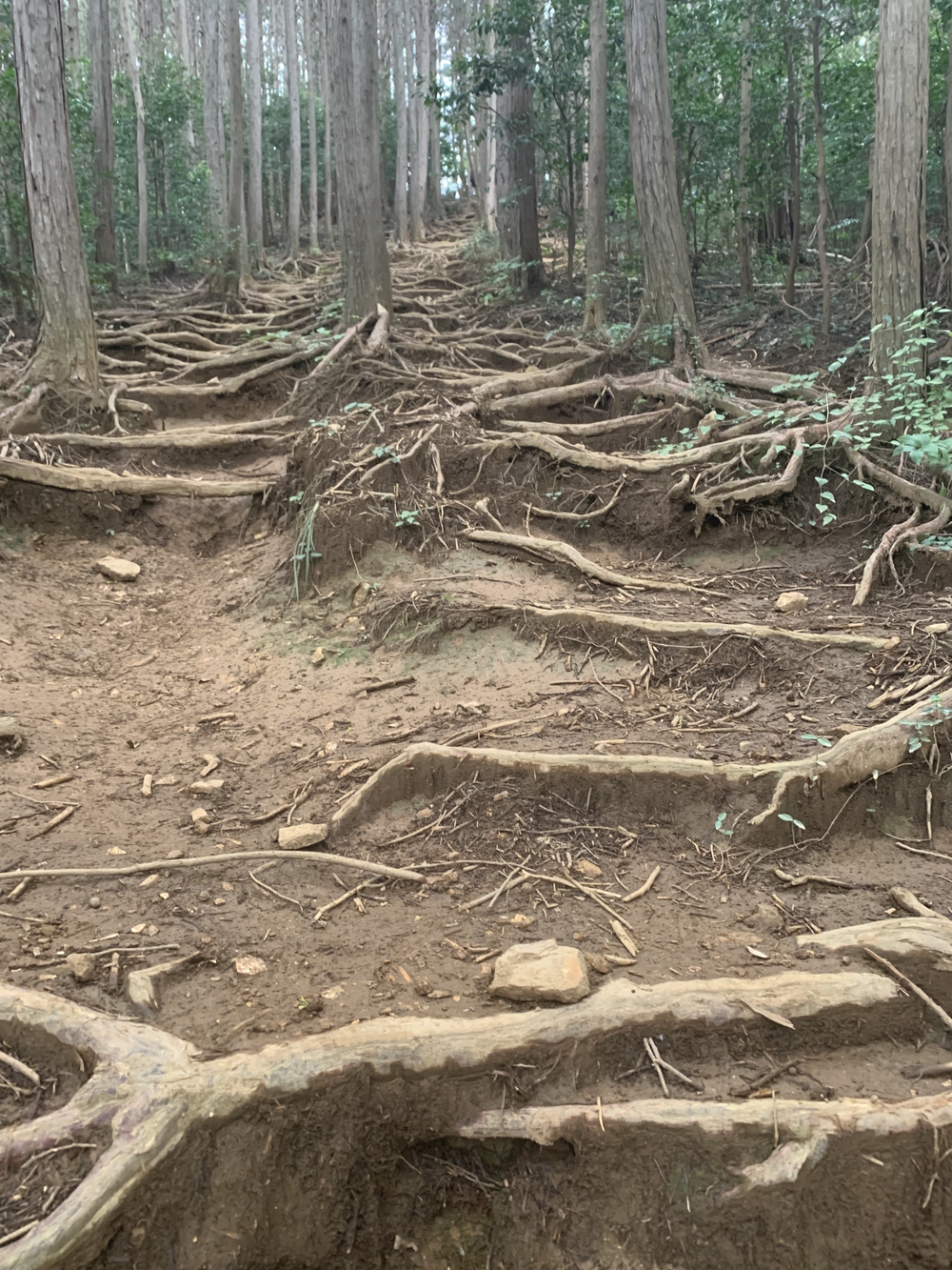 【トレイル】奥武蔵 顔振関八州不動三滝1wayの写真12