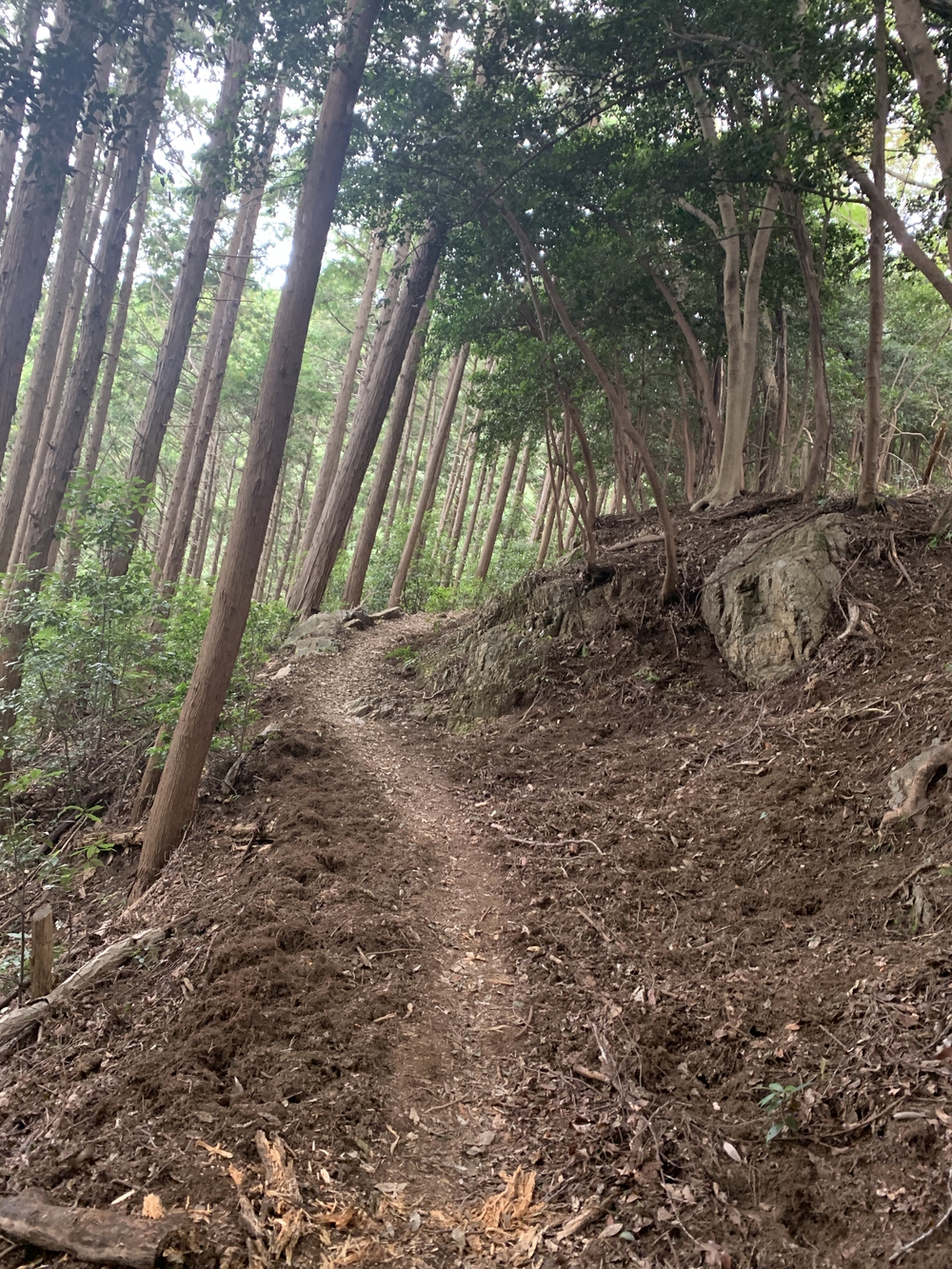 【トレイル】奥武蔵 顔振関八州不動三滝1wayの写真13