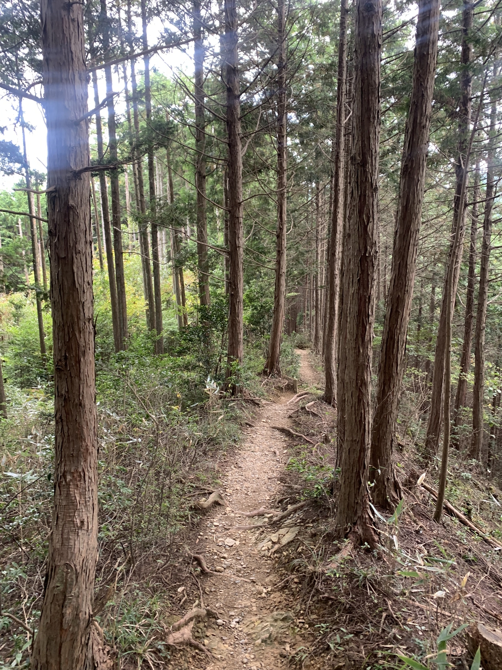 【トレイル】奥武蔵 顔振関八州不動三滝1wayの写真18