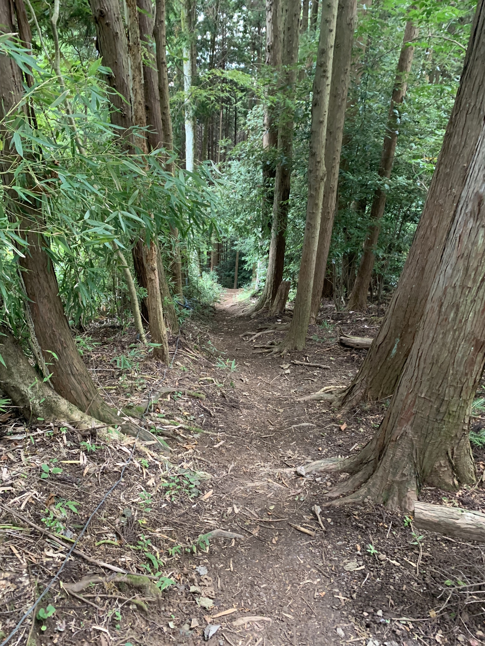 【トレイル】奥武蔵 顔振関八州不動三滝1wayの写真22