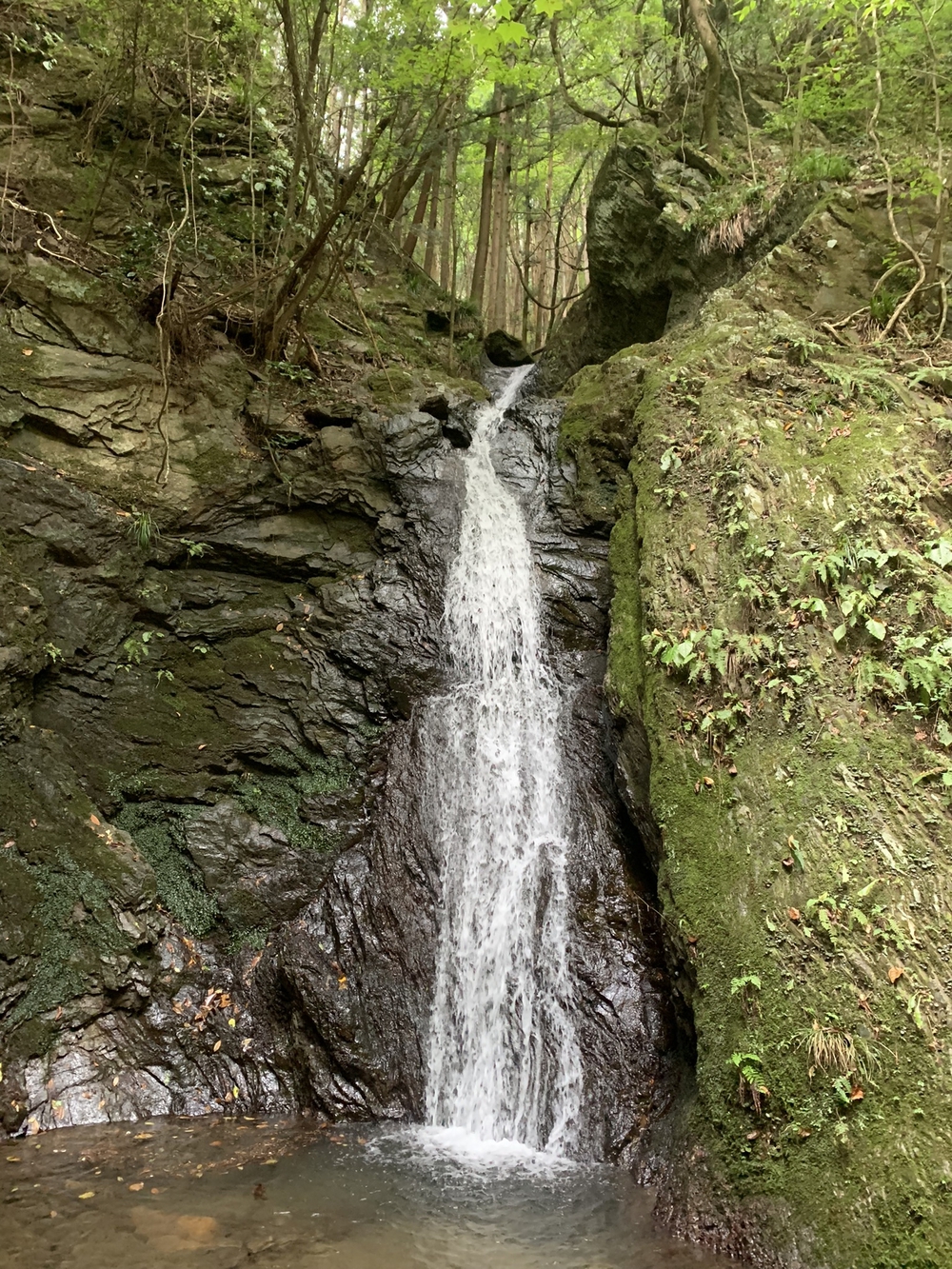 【トレイル】奥武蔵 顔振関八州不動三滝1wayの写真26