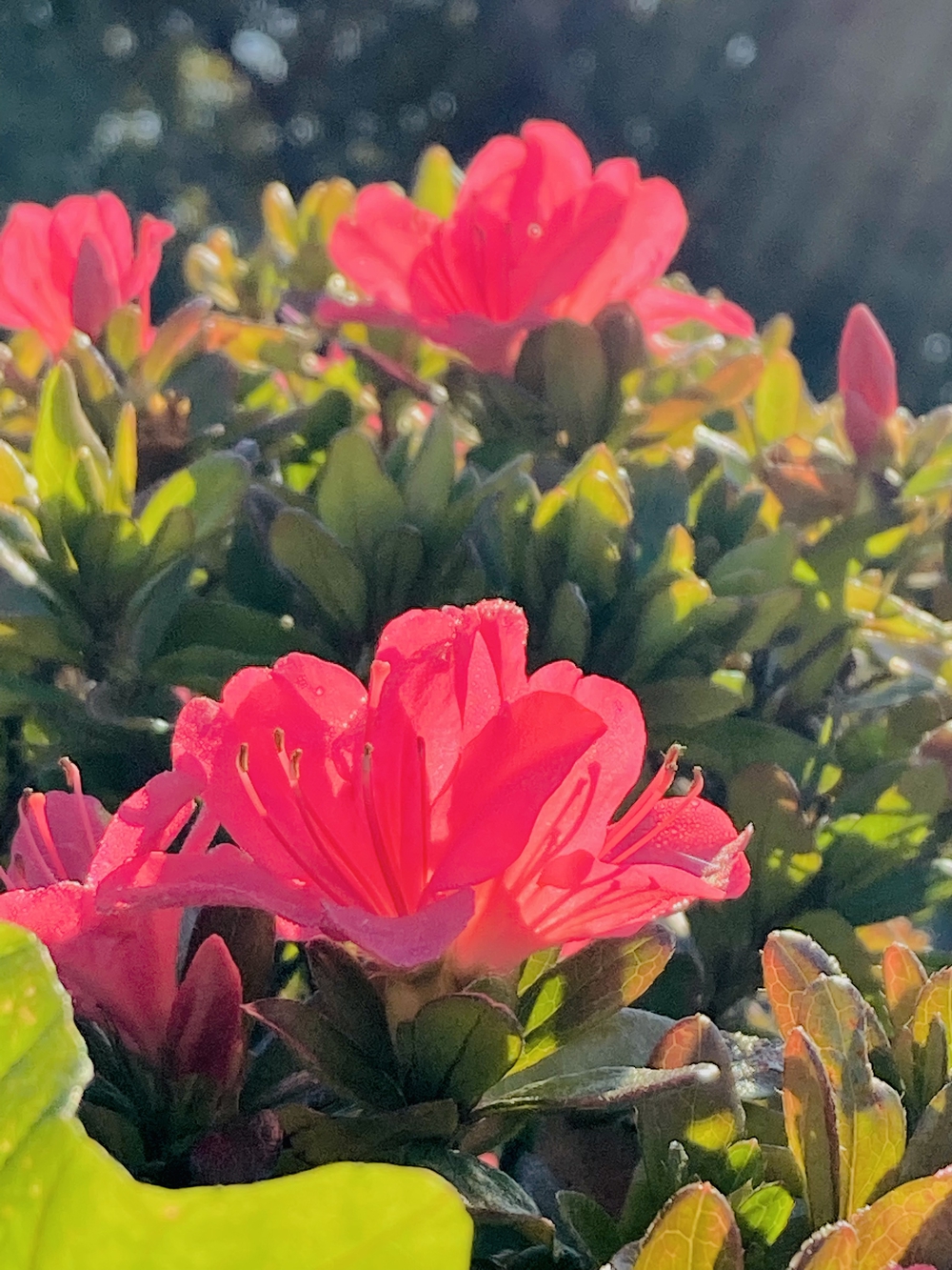 彩湖〜幸魂大橋の写真4