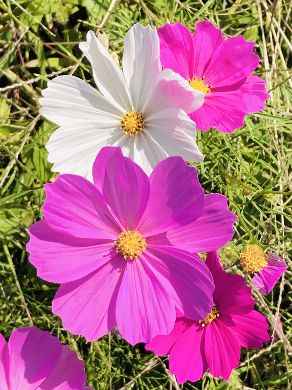 彩湖〜幸魂大橋の写真5