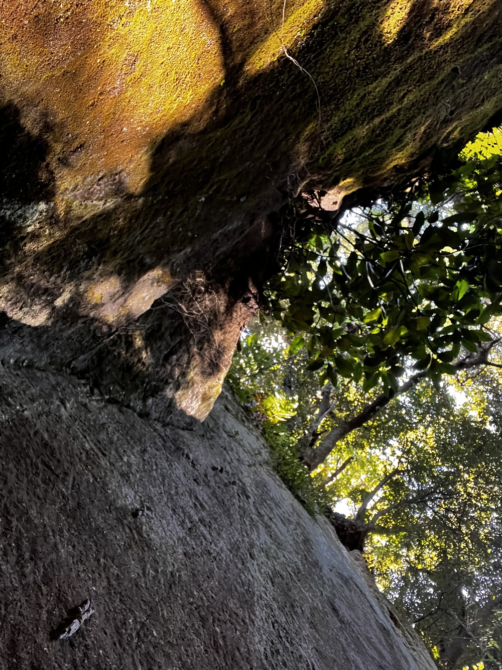 鎌倉殿も通ったであろう朝比奈切り通しと鷹取山の磨崖仏を巡るトレラン⛰の写真7