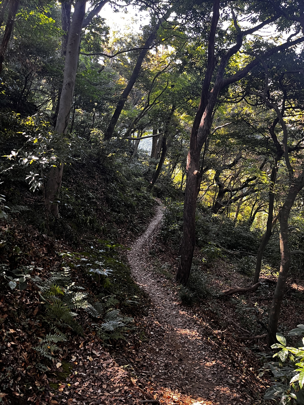鎌倉殿も通ったであろう朝比奈切り通しと鷹取山の磨崖仏を巡るトレラン⛰の写真8