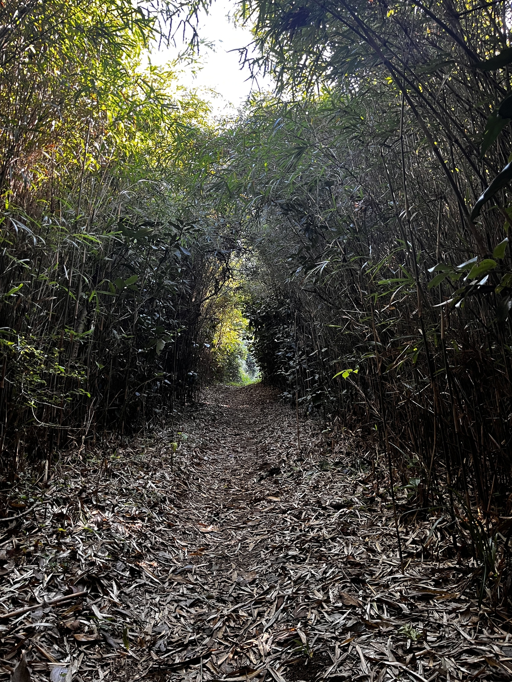 鎌倉殿も通ったであろう朝比奈切り通しと鷹取山の磨崖仏を巡るトレラン⛰の写真9