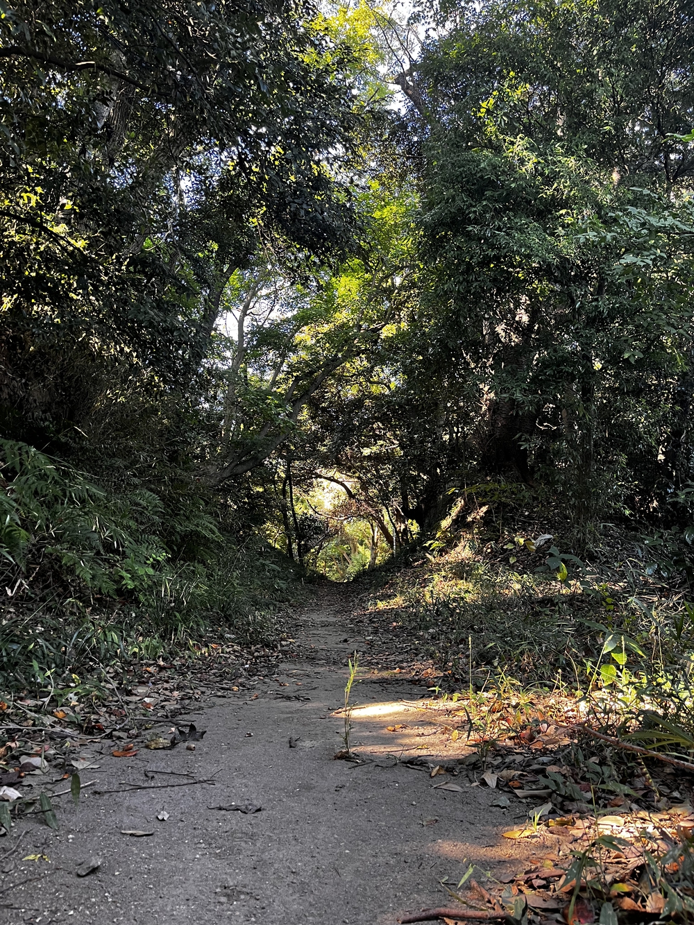鎌倉殿も通ったであろう朝比奈切り通しと鷹取山の磨崖仏を巡るトレラン⛰の写真11