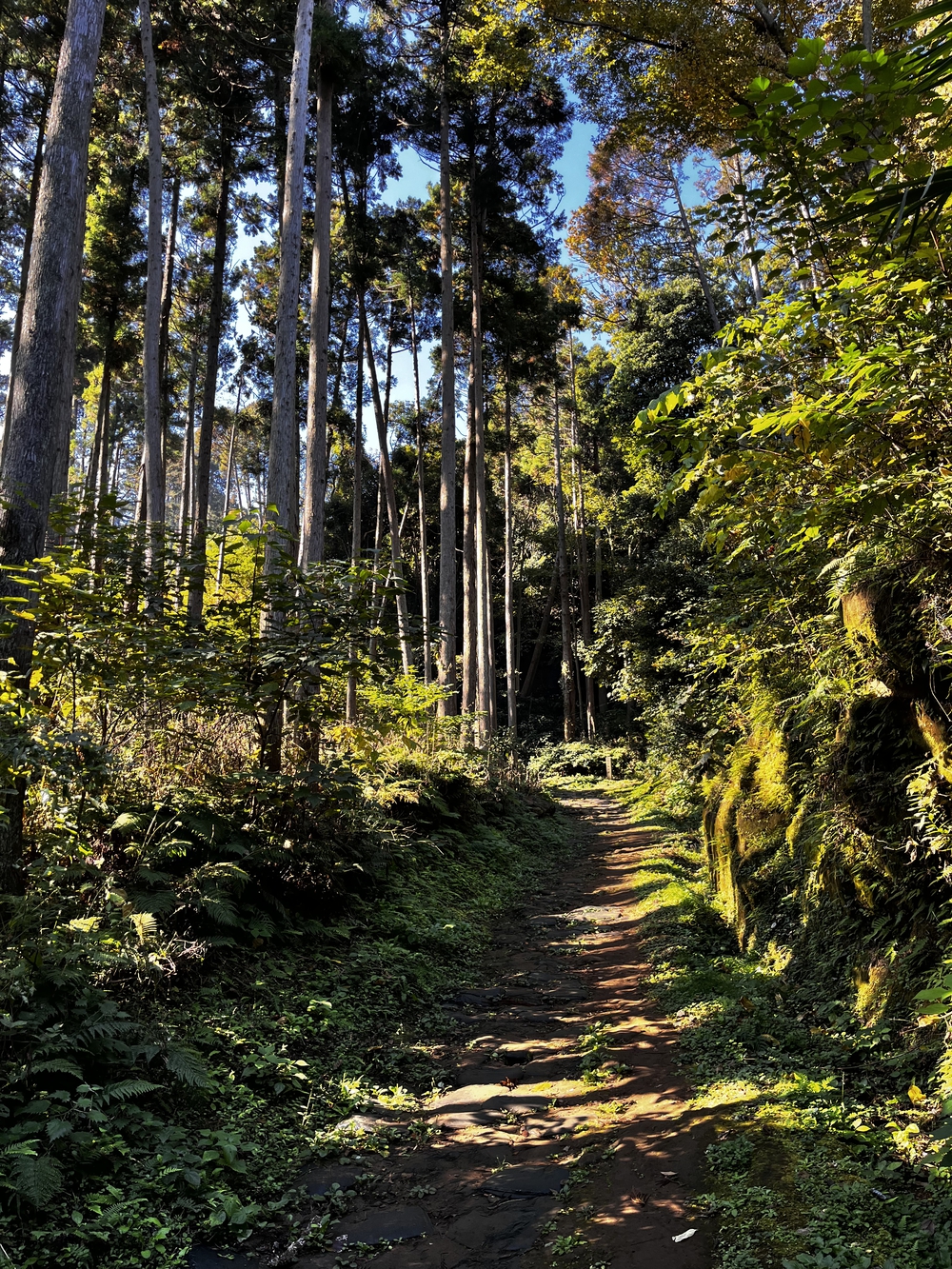 鎌倉殿も通ったであろう朝比奈切り通しと鷹取山の磨崖仏を巡るトレラン⛰の写真12