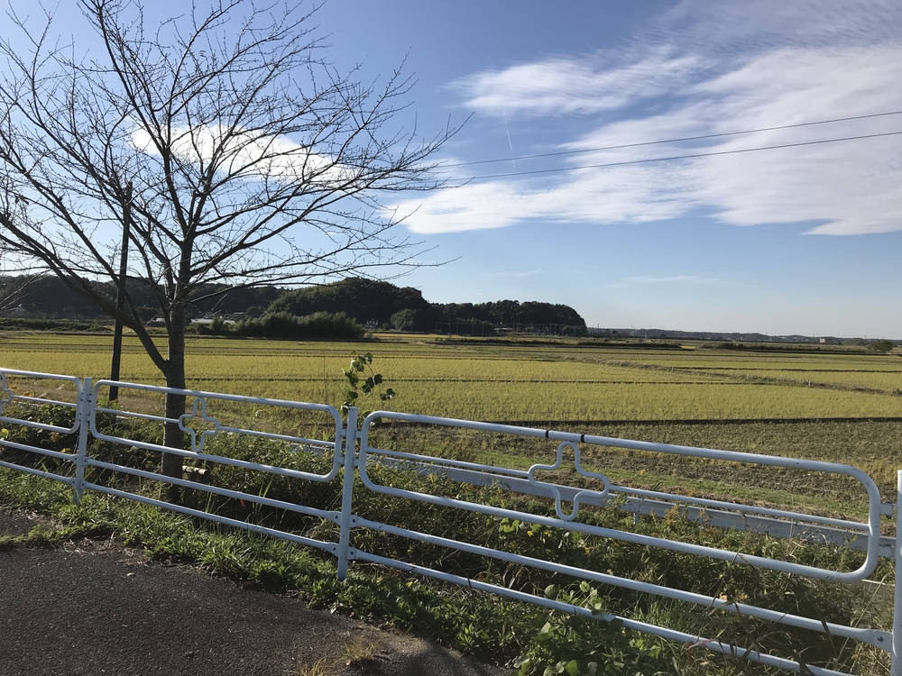 印旛沼サイクリングロード安食〜佐倉の写真6