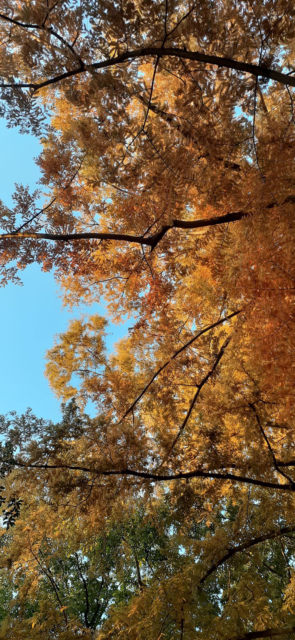 宝ヶ池1.5キロ～周回コースの写真3