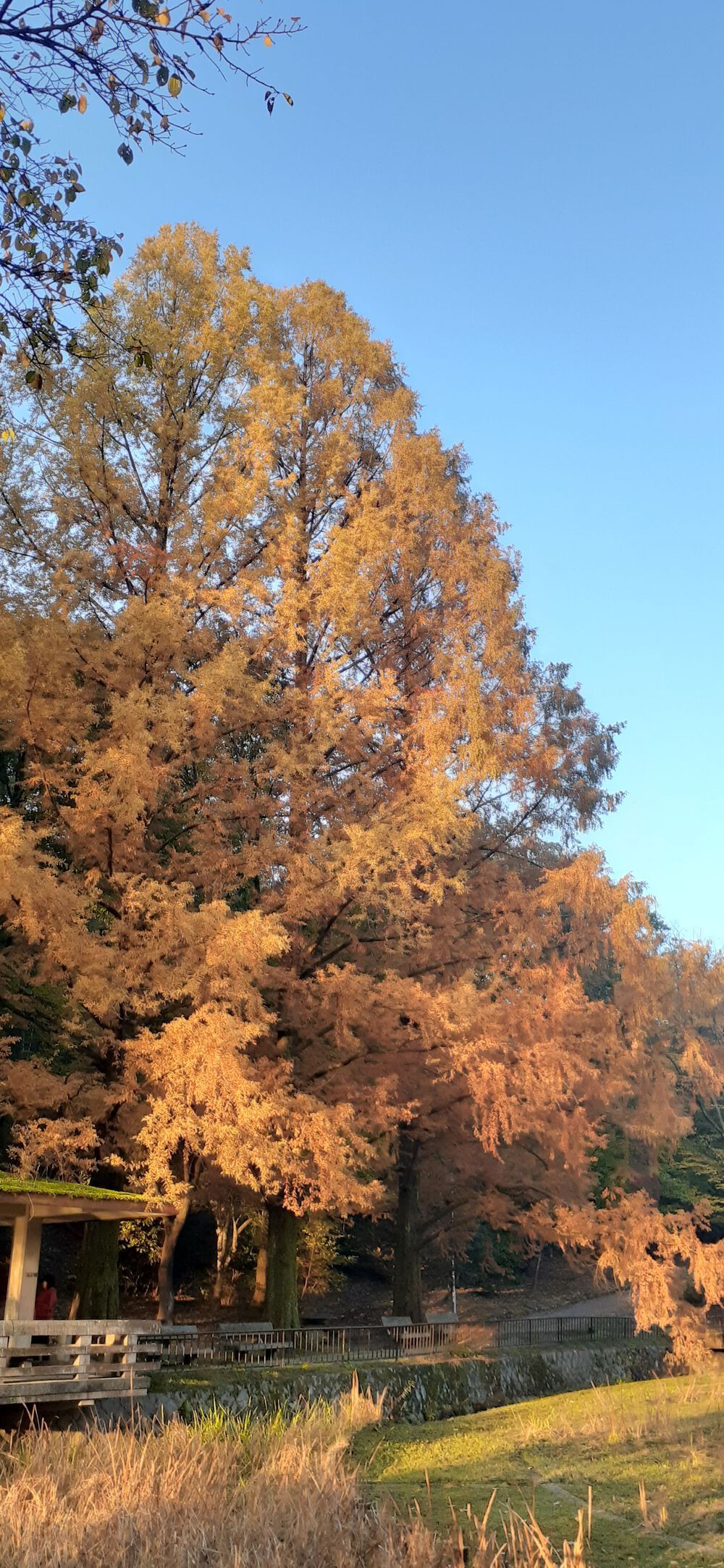 宝ヶ池1.5キロ～周回コースの写真4
