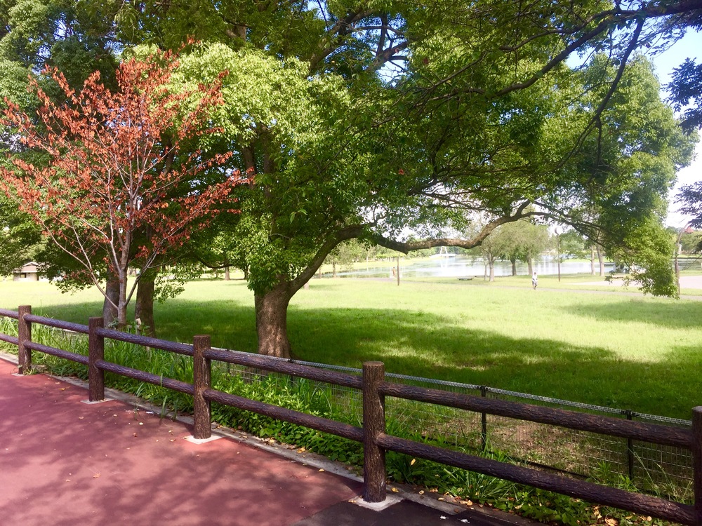 【東京・葛飾】都内随一の景観美しい水元公園と神社や温泉を巡る葛飾Runtrip！！の写真4