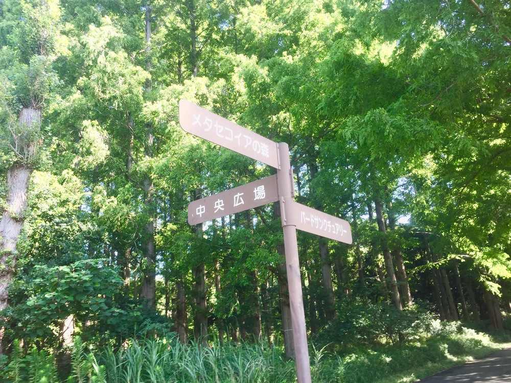 【東京・葛飾】都内随一の景観美しい水元公園と神社や温泉を巡る葛飾Runtrip！！の写真13