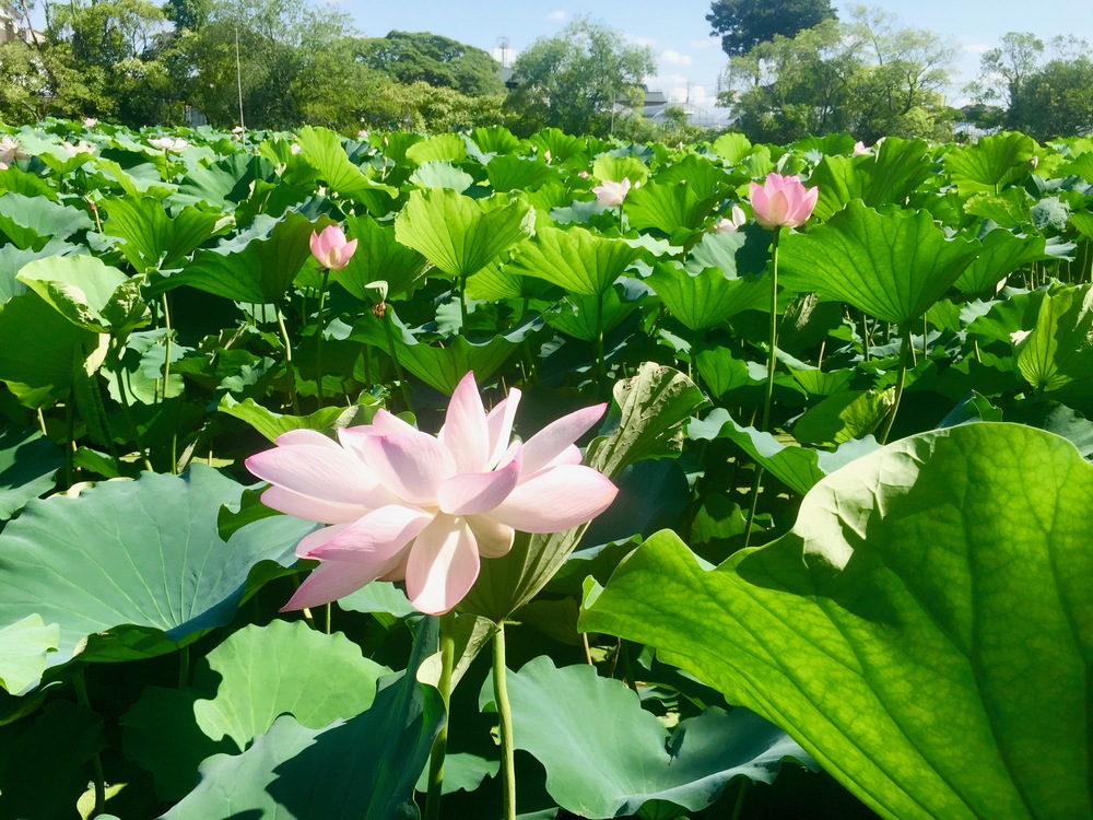 【東京・葛飾】都内随一の景観美しい水元公園と神社や温泉を巡る葛飾Runtrip！！の写真16