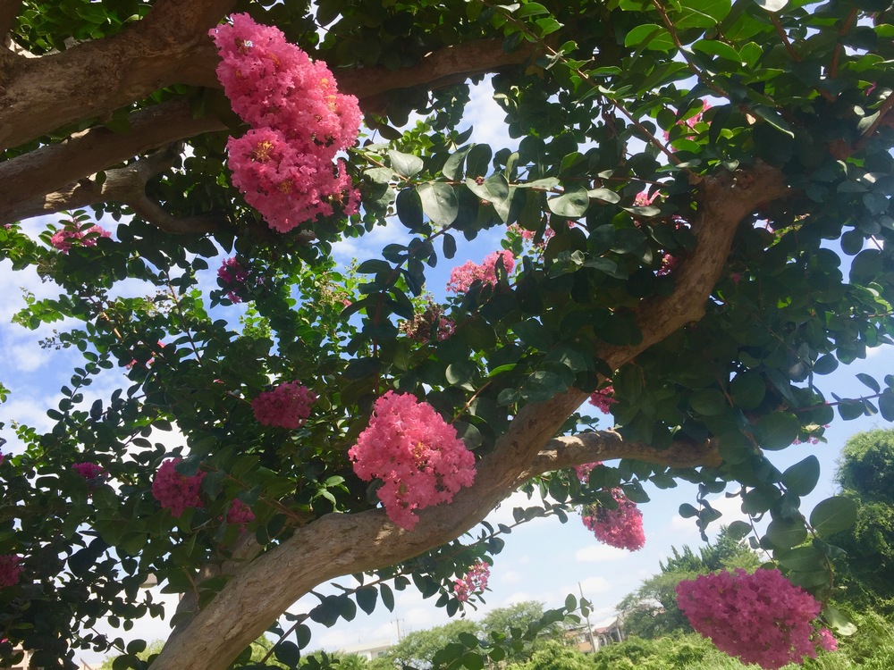 【東京・葛飾】都内随一の景観美しい水元公園と神社や温泉を巡る葛飾Runtrip！！の写真18