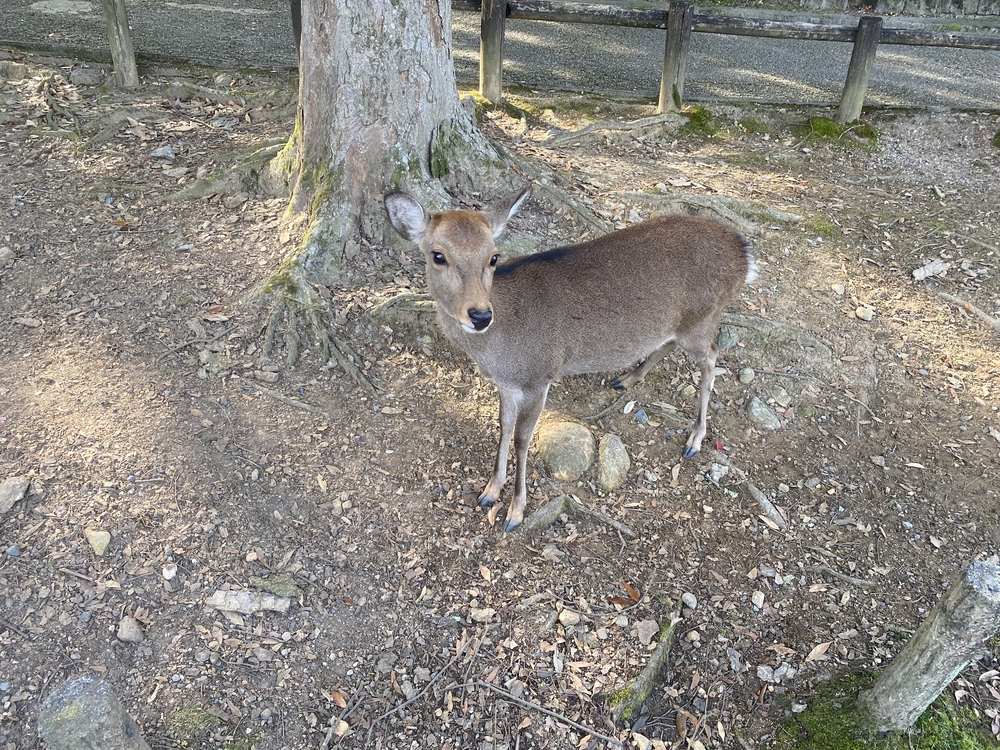 奈良公園ショートでくるっと一周の写真10