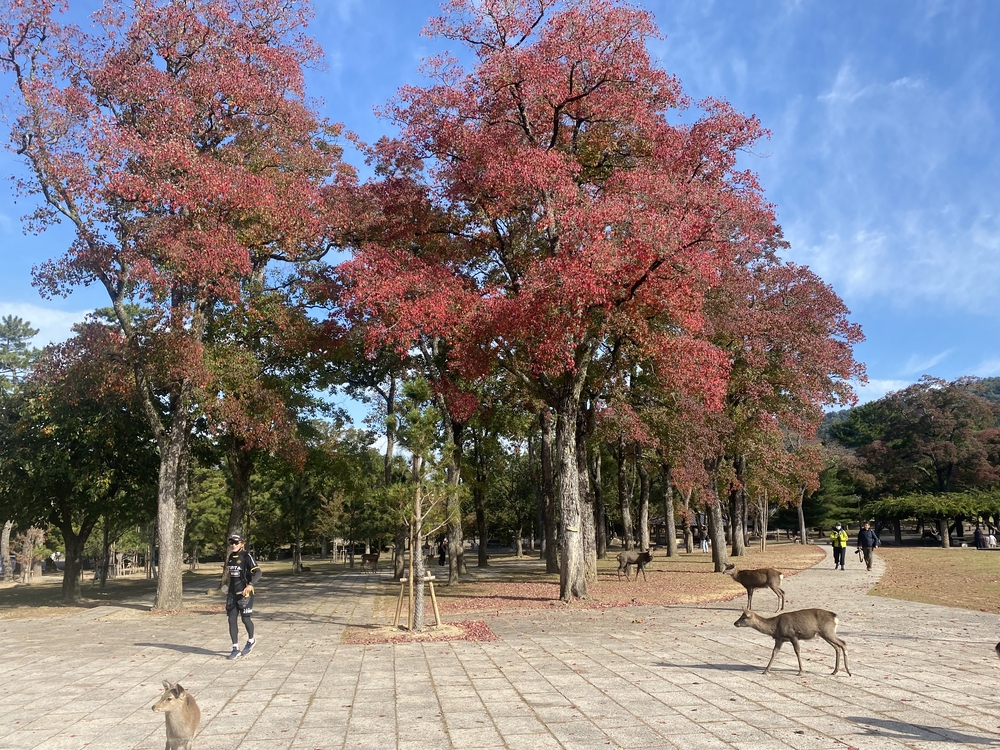 奈良公園ショートでくるっと一周の写真11