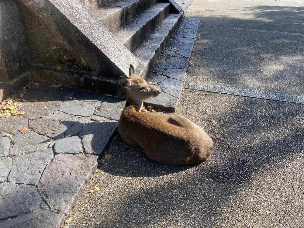 奈良公園ショートでくるっと一周の写真17