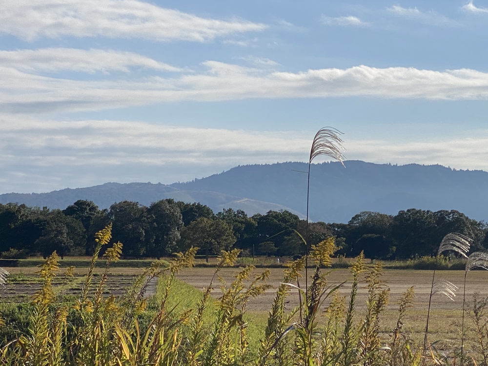 平城宮跡から新大宮まで古の都跡を駆け抜けるの写真8