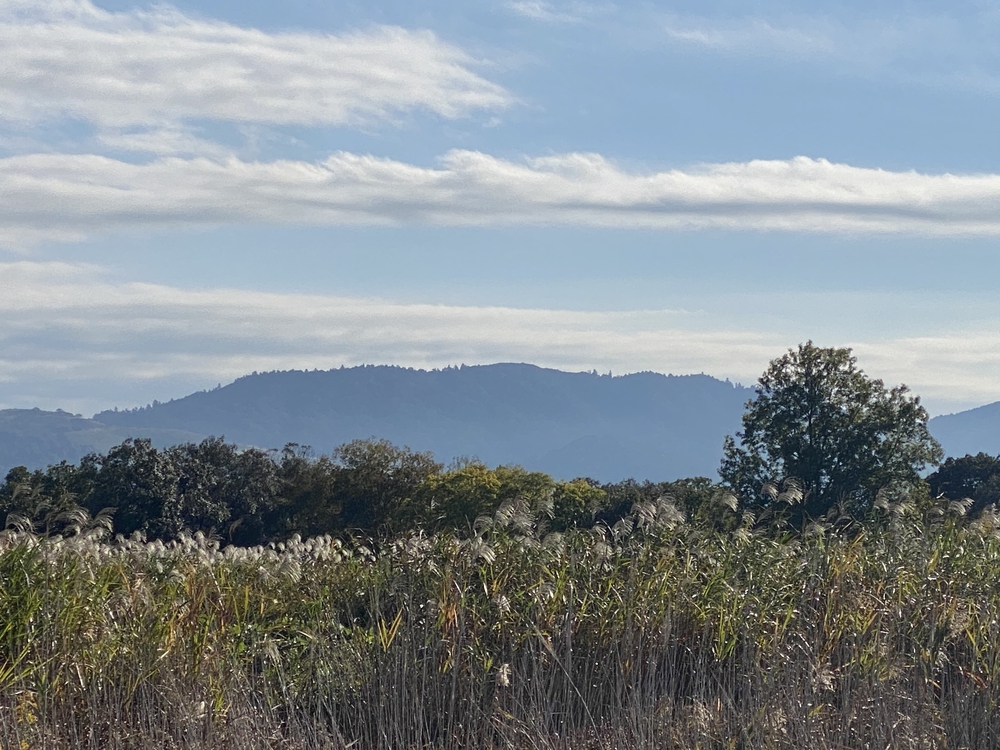 平城宮跡から新大宮まで古の都跡を駆け抜けるの写真9