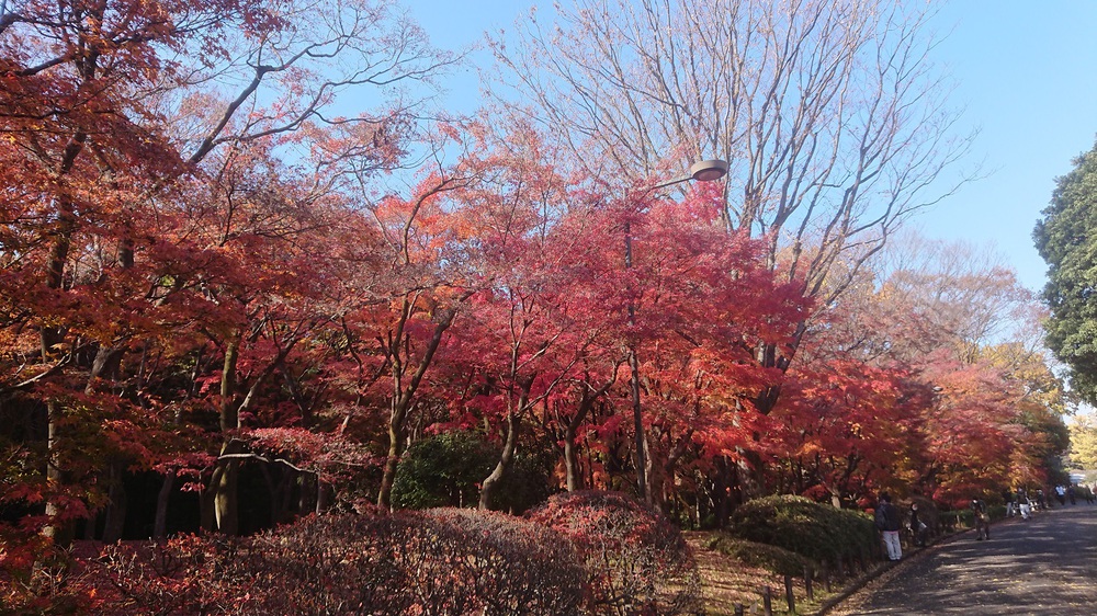 都心の紅葉を楽しめる14.5kmの街ランの写真3