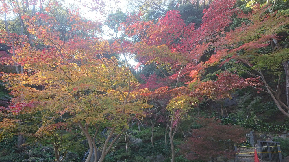 都心の紅葉を楽しめる14.5kmの街ランの写真7