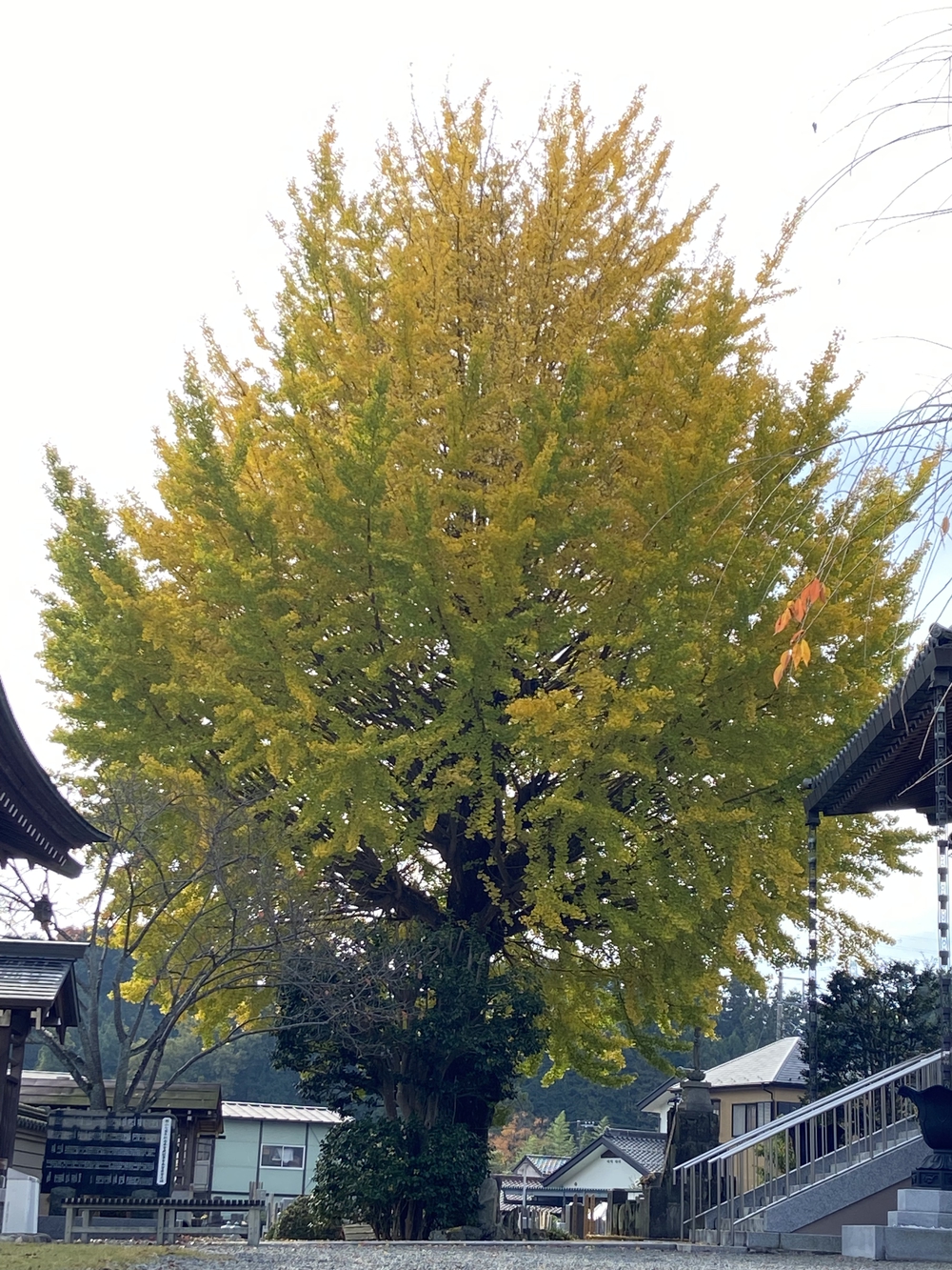 五日市街道　ラン　の写真3