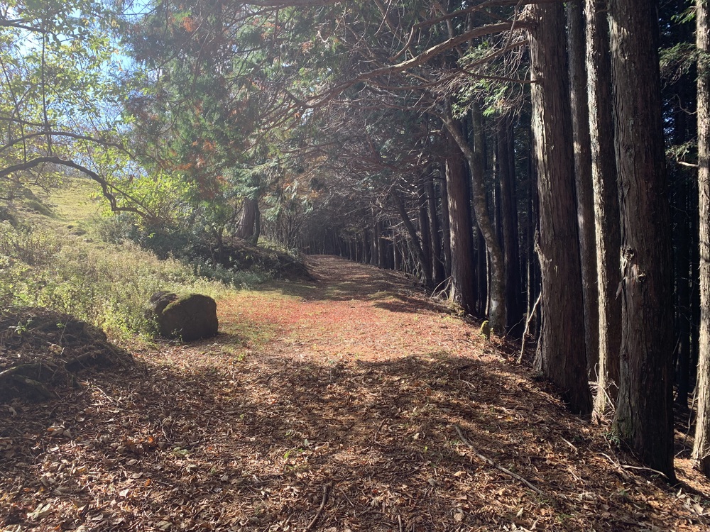 天城縦走（天城山から三筋山へ）の写真9