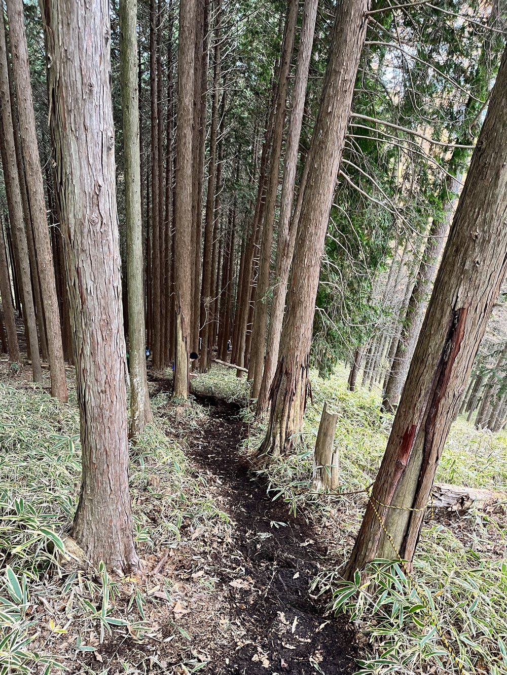 第7回日光国立公園マウンテンランニング（ミドルコース）の写真8