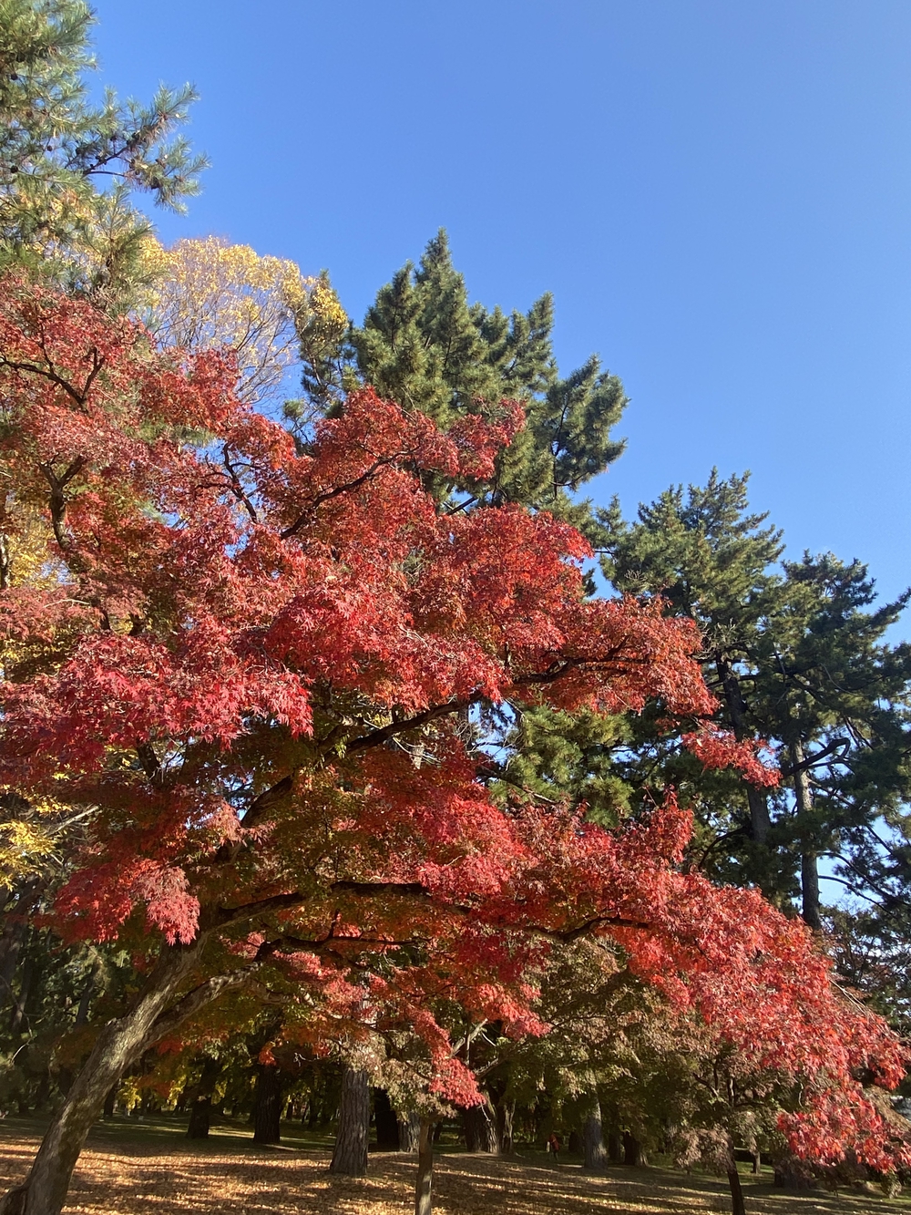 秋の京都の写真4