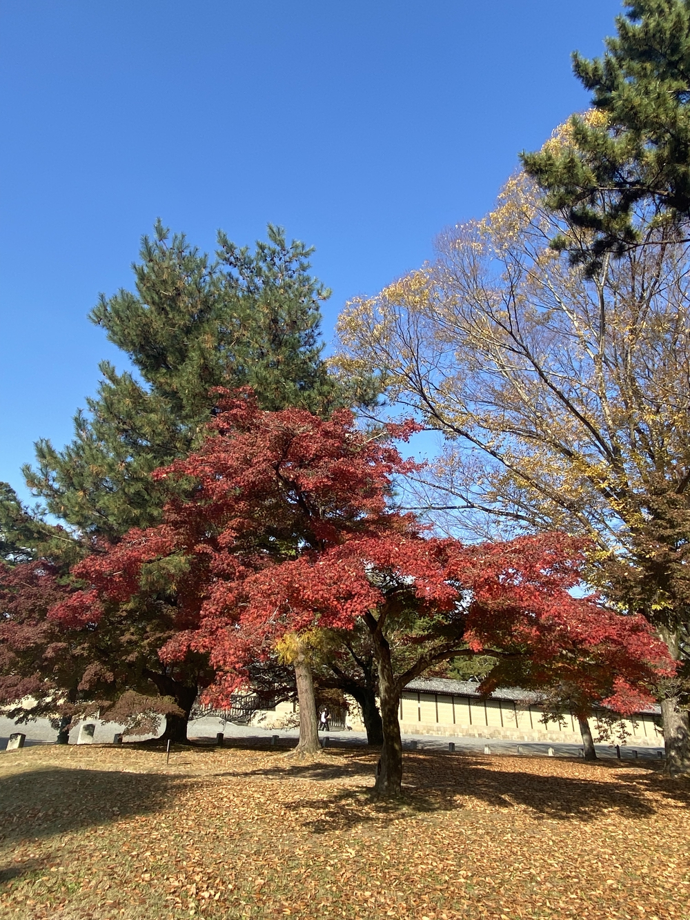 秋の京都の写真5