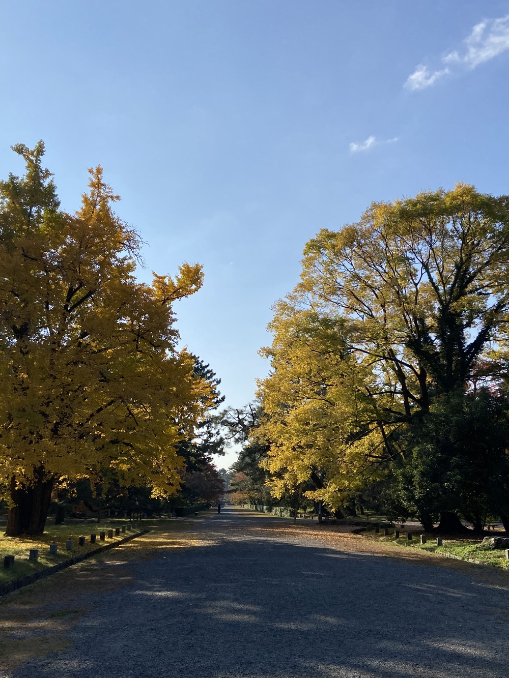 秋の京都の写真6