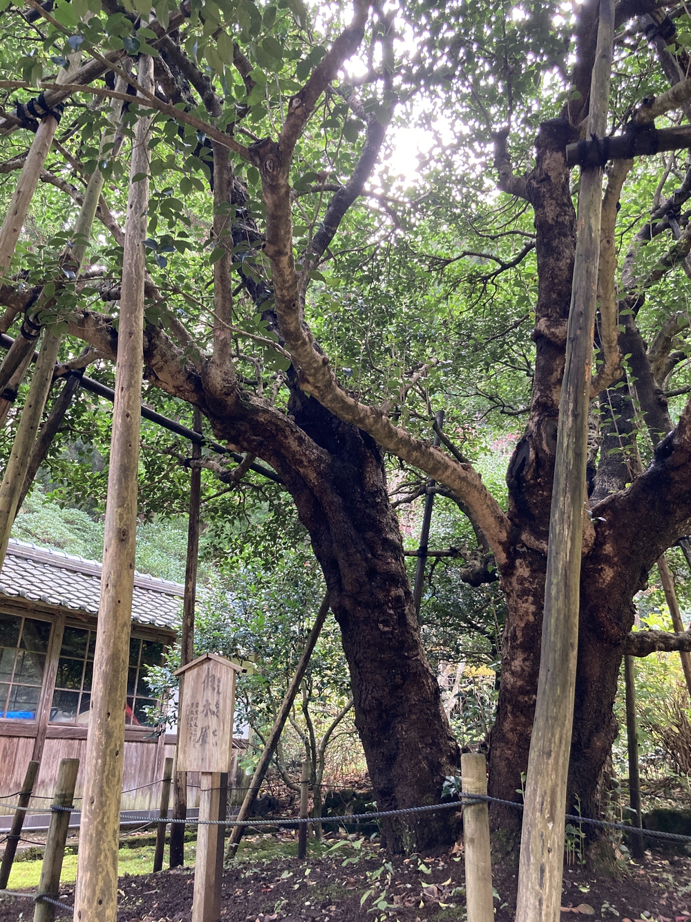 弥彦山近くの隠れた名ルート(だいろの湯スタート/ゴール)の写真3