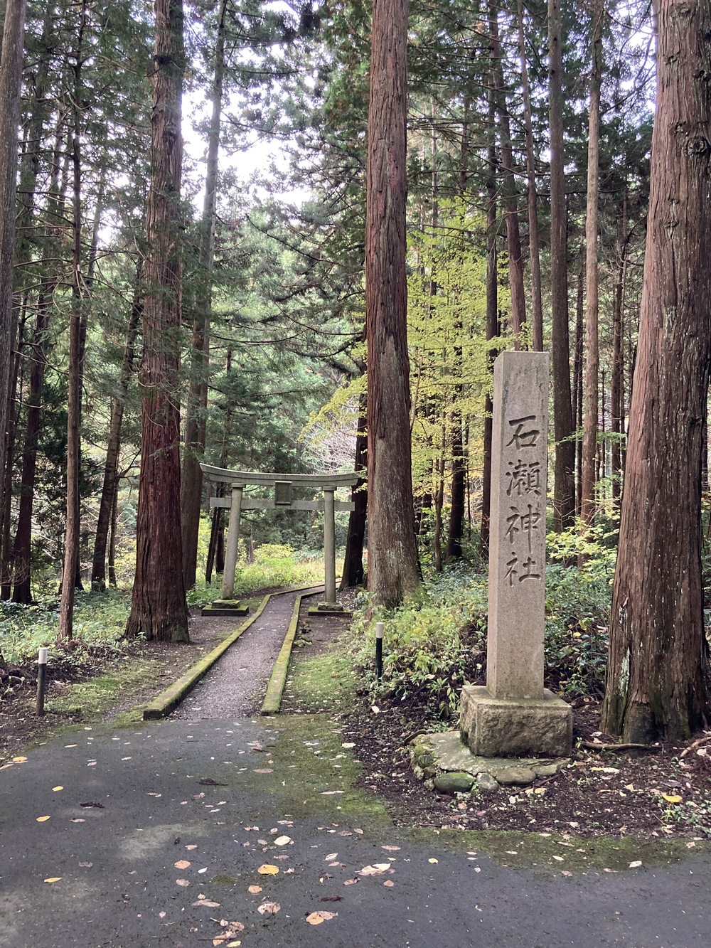 弥彦山近くの隠れた名ルート(だいろの湯スタート/ゴール)の写真4