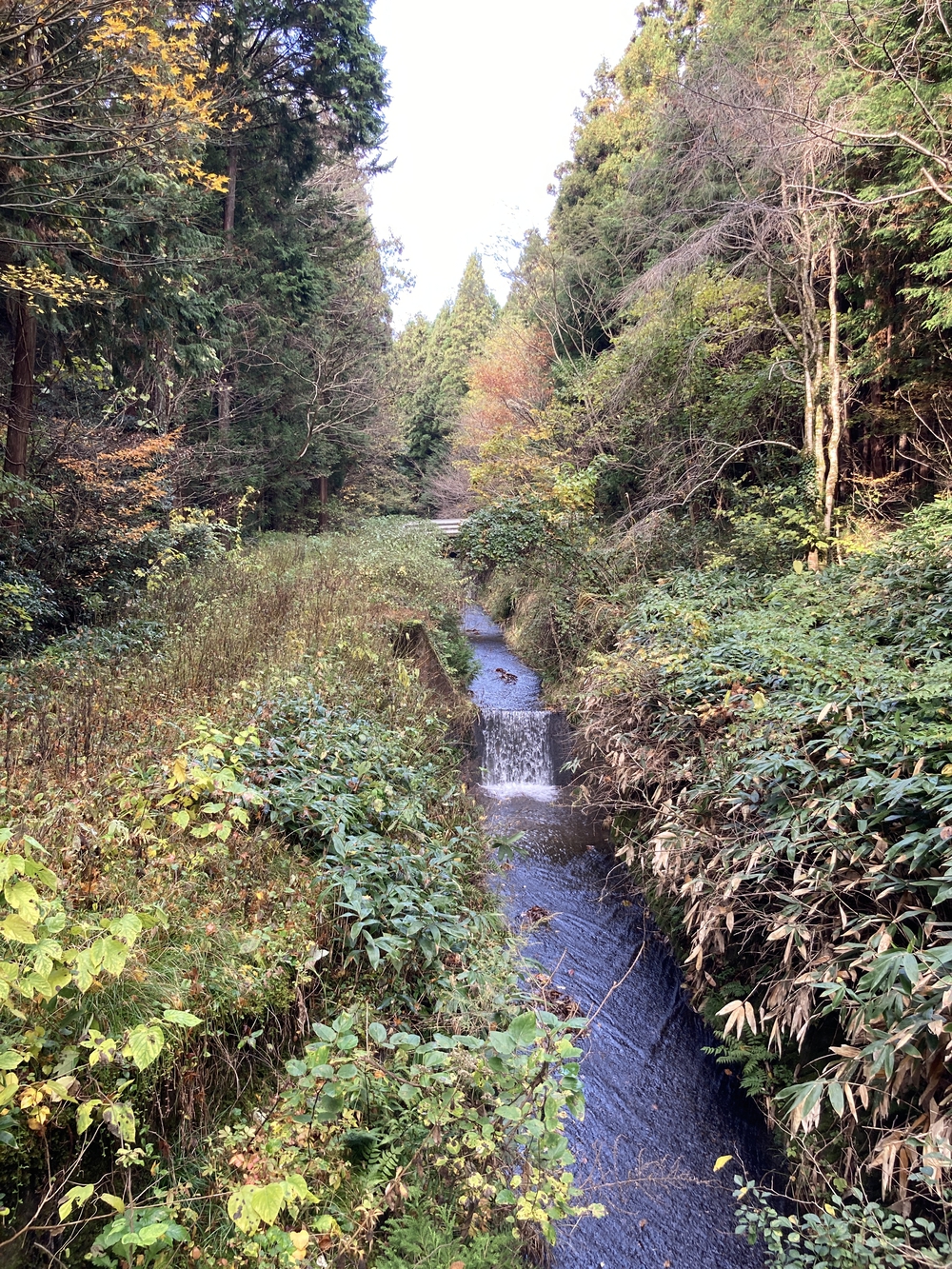 弥彦山近くの隠れた名ルート(だいろの湯スタート/ゴール)の写真5