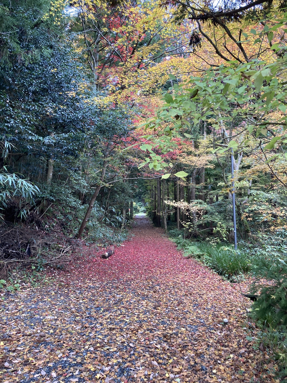 弥彦山近くの隠れた名ルート(だいろの湯スタート/ゴール)の写真8