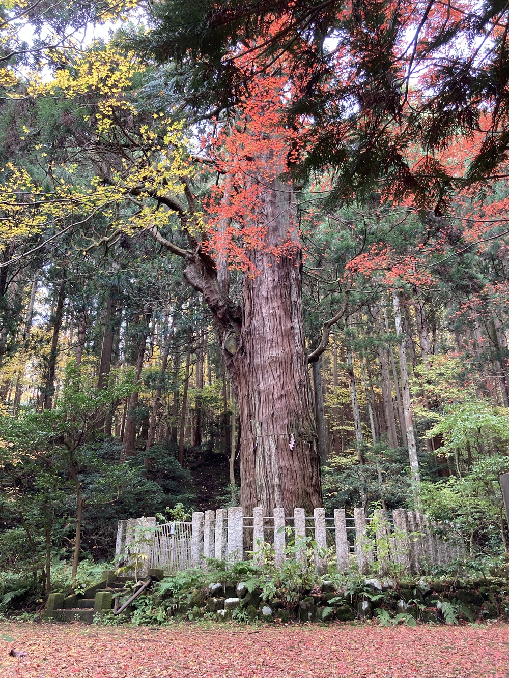 弥彦山近くの隠れた名ルート(だいろの湯スタート/ゴール)の写真9