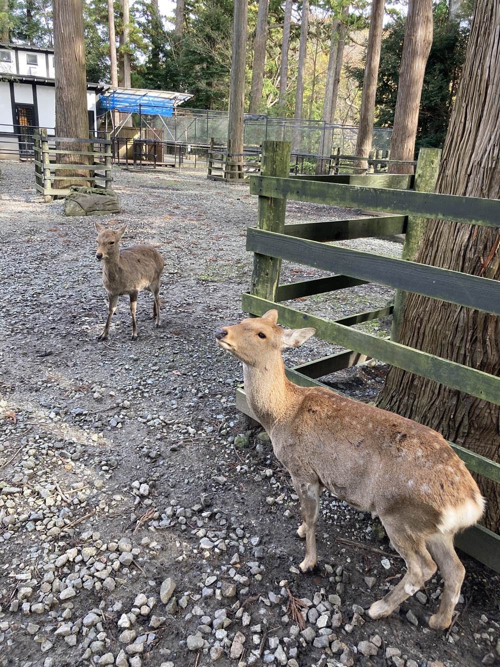弥彦山近くの隠れた名ルート(だいろの湯スタート/ゴール)の写真10