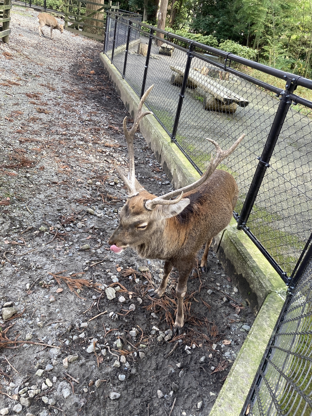 弥彦山近くの隠れた名ルート(だいろの湯スタート/ゴール)の写真11