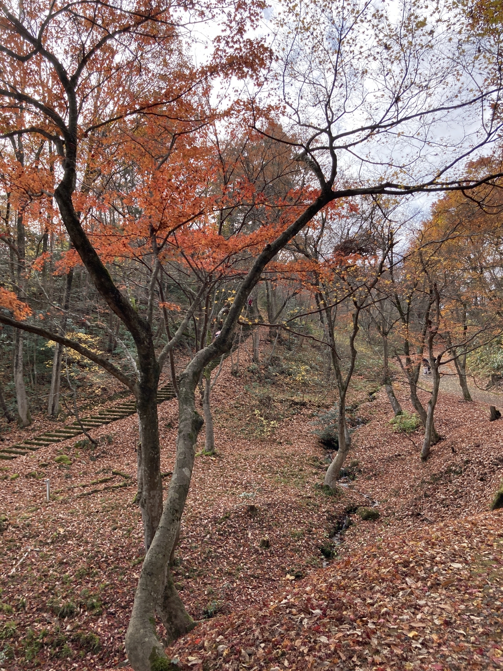 弥彦山近くの隠れた名ルート(だいろの湯スタート/ゴール)の写真14