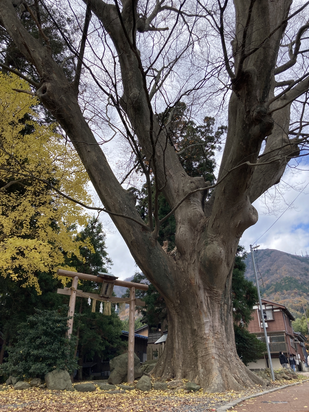 弥彦山近くの隠れた名ルート(だいろの湯スタート/ゴール)の写真18