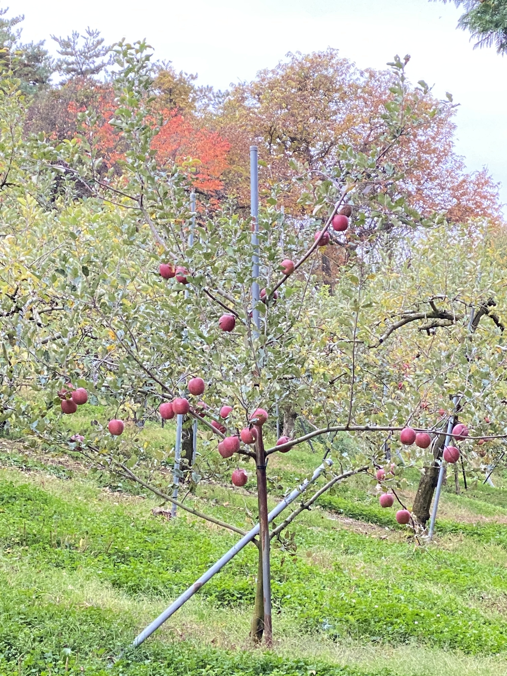 盛岡市郊外ラン アップルロード～盛岡駅 17 キロ の写真6