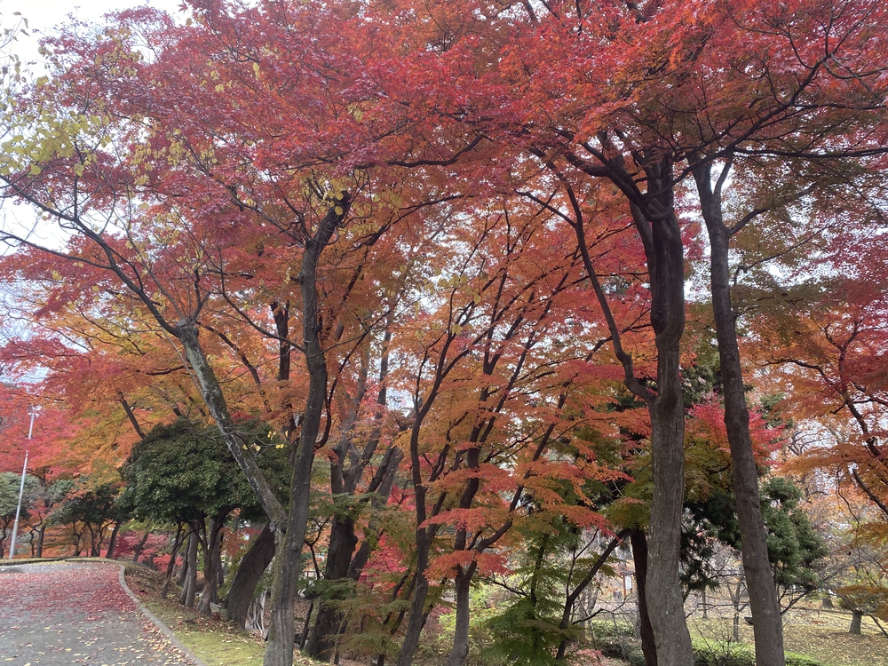盛岡市郊外ラン アップルロード～盛岡駅 17 キロ の写真9