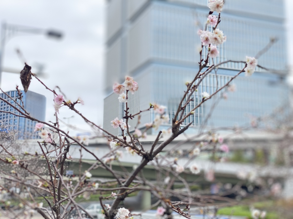 皇居周回～神宮外苑～明治神宮～新宿駅 16 キロの写真7