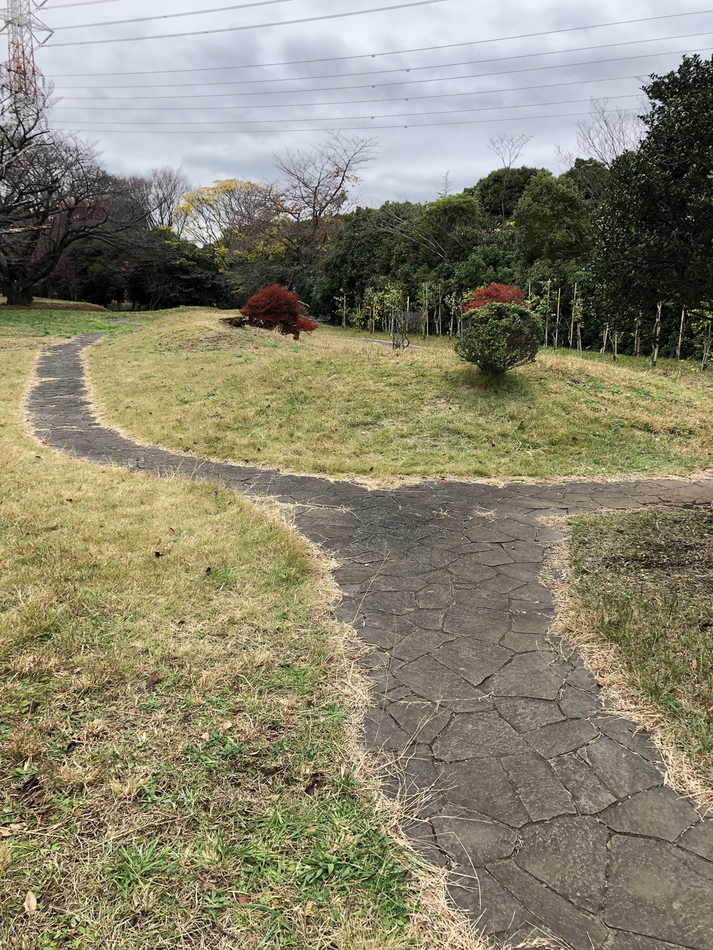 【新座ラン】新座緑道から和光樹林公園への写真3
