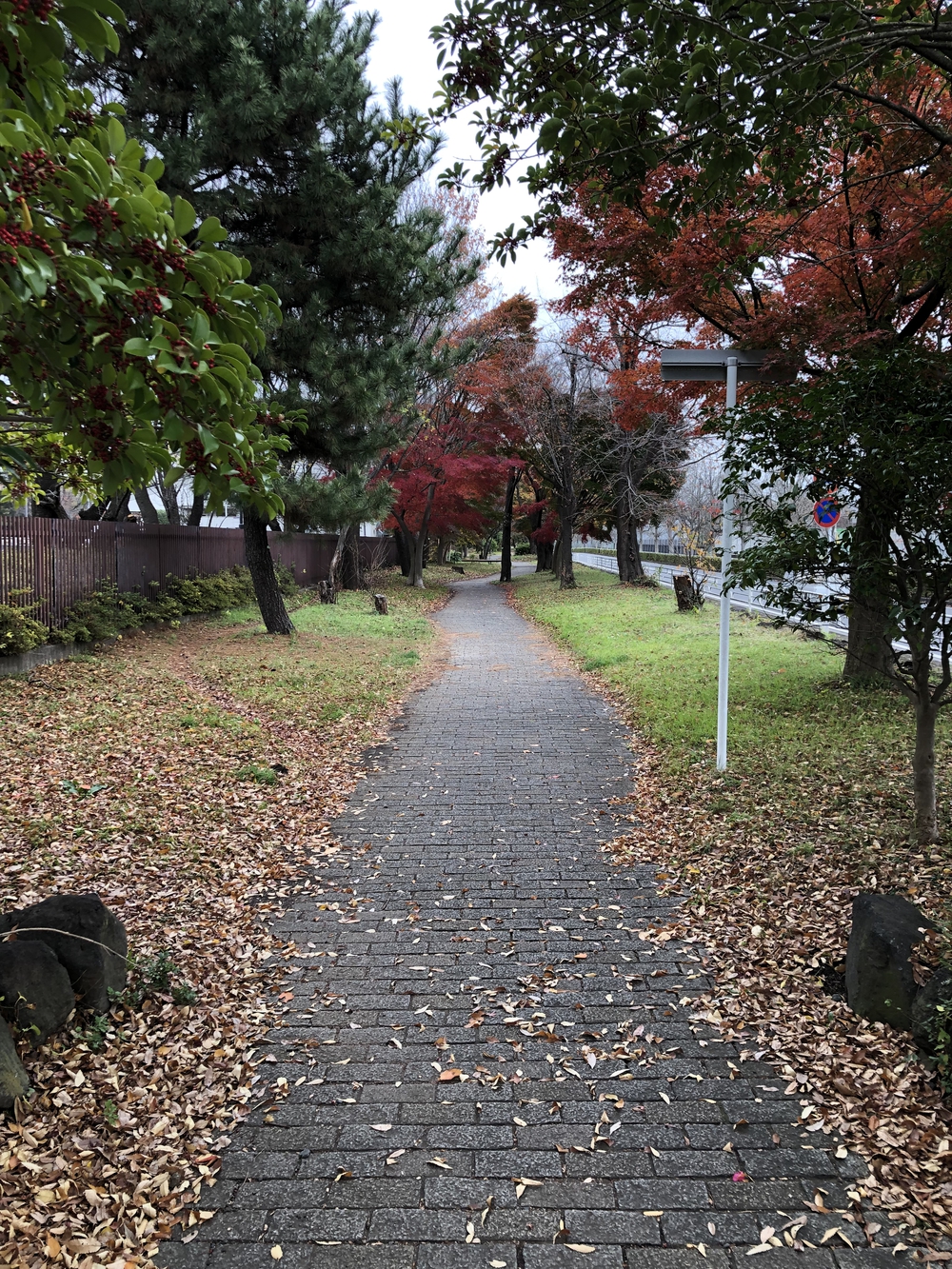 【新座ラン】新座緑道から和光樹林公園への写真6
