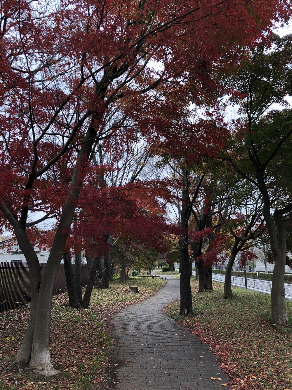 【新座ラン】新座緑道から和光樹林公園への写真8