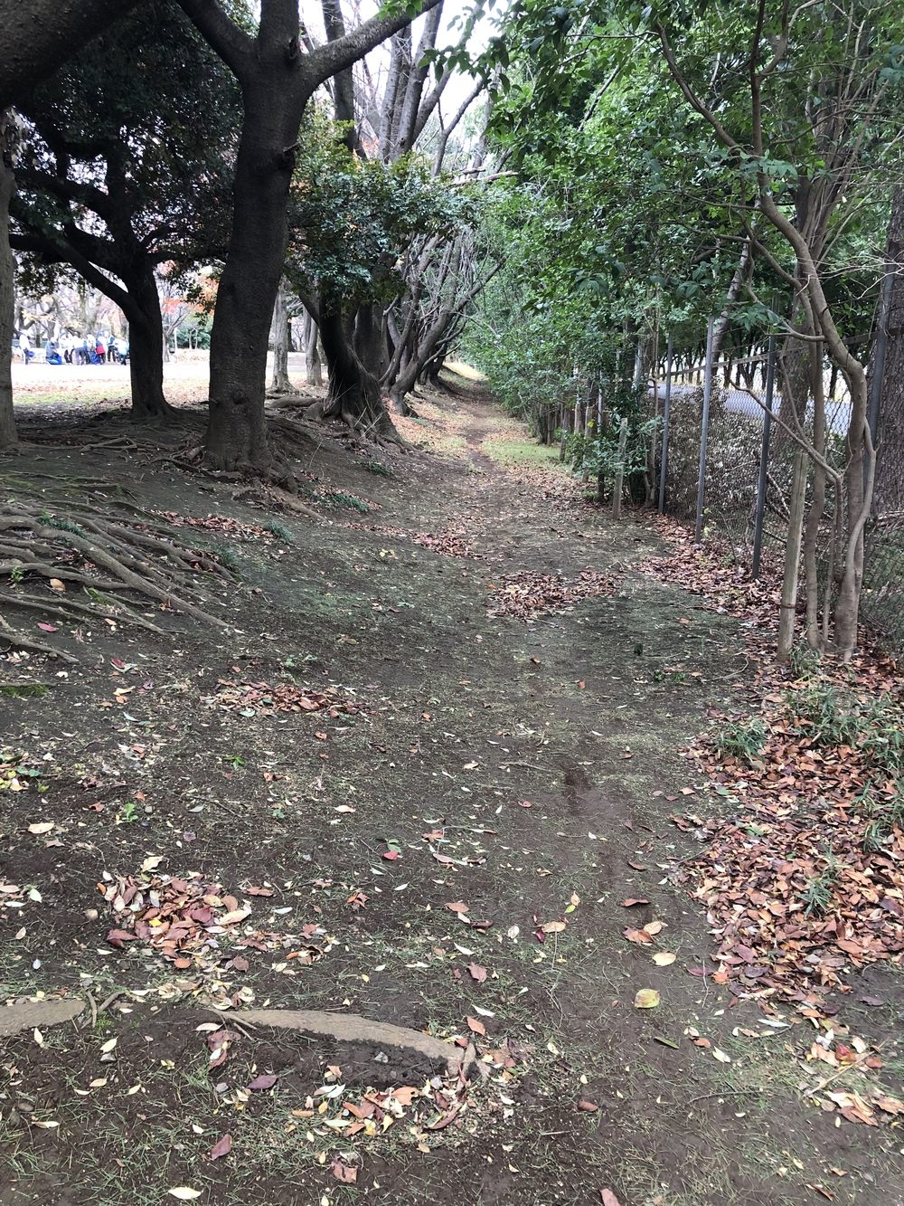 【新座ラン】新座緑道から和光樹林公園への写真18