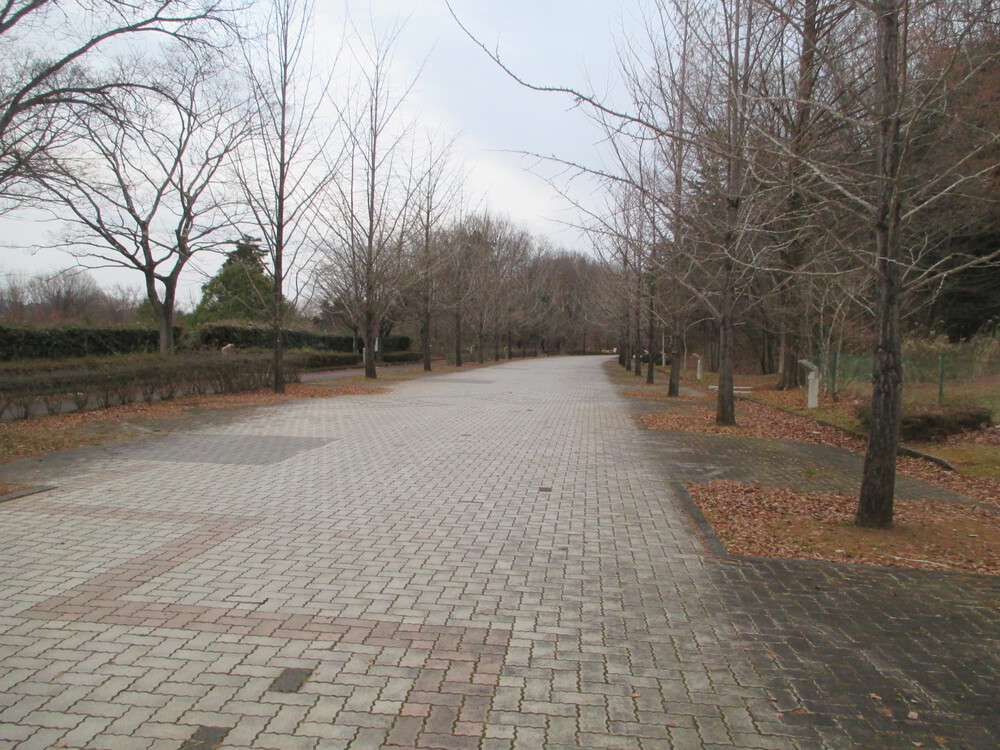 秩父ミューズパーク南口～北口往復コースの写真6