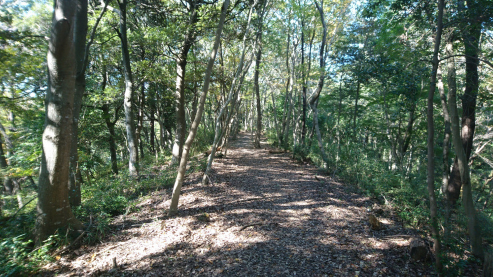水戸市森林公園成沢トレイルコースの写真6